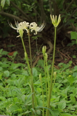 彼岸花咲く頃４