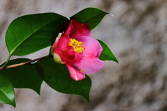 散歩道に咲くヤブツバキ