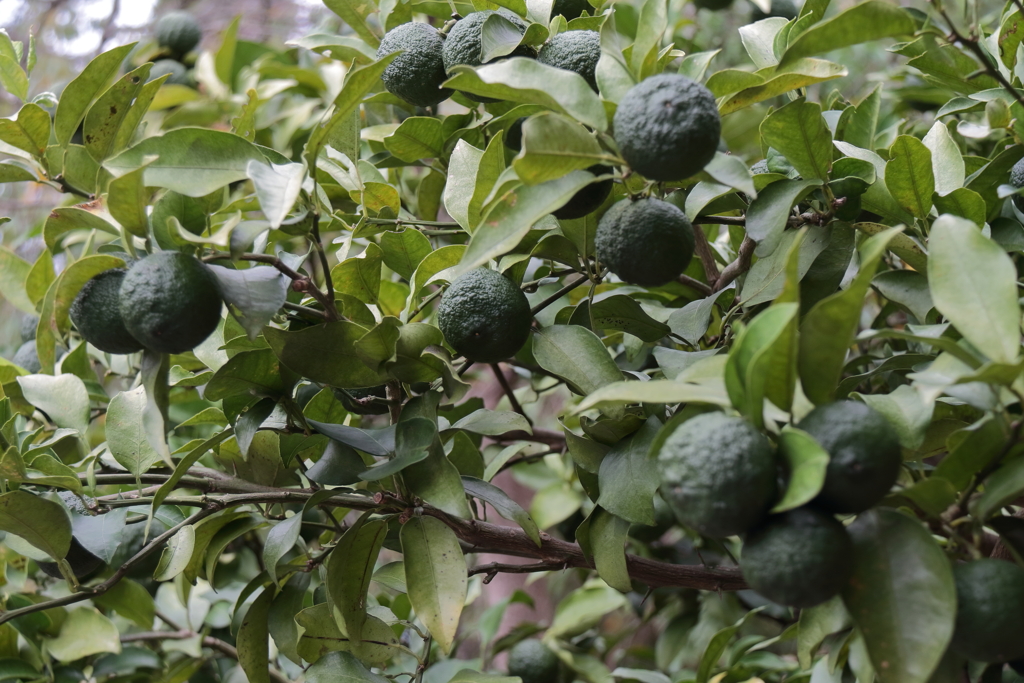 熟れる日は未だ