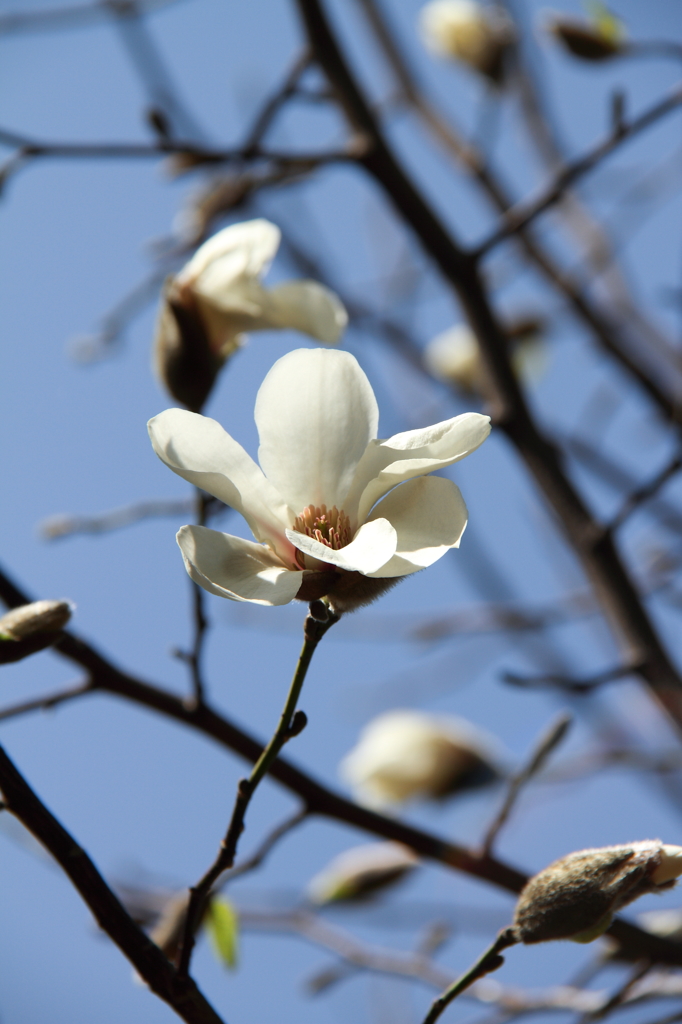 春巡り来て1  (コブシ)