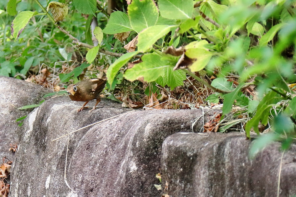 ガビチョウいた