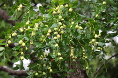 花散歩ナツメの実