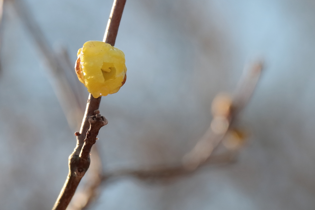 蝋梅間もなく４