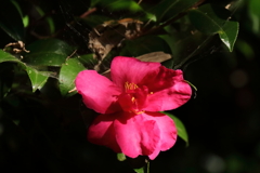 さざんか咲き始め１