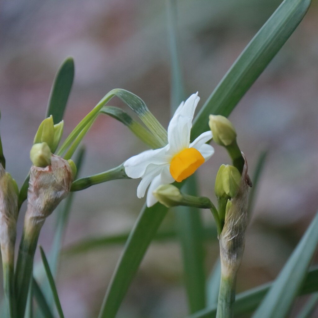花散歩早春の顔２