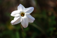 花散歩ハナニラ