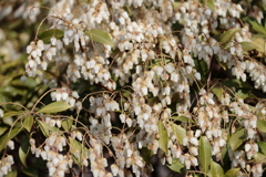 花散歩馬酔木１