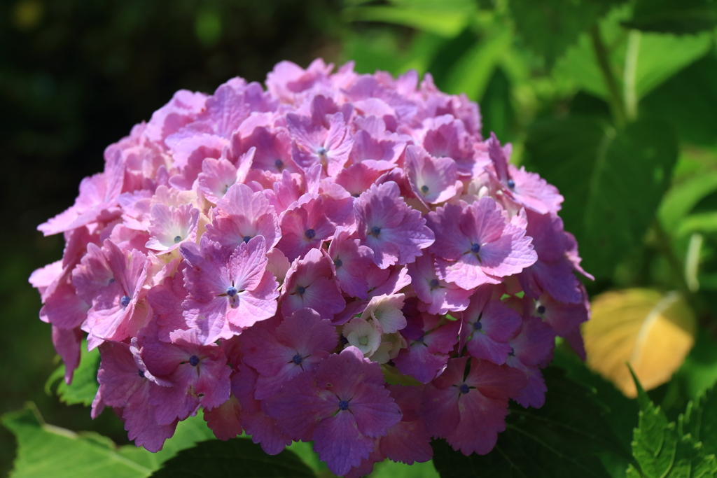 巾をきかせるピンク系２