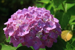 巾をきかせるピンク系２