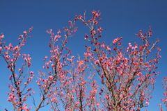 冬晴れの紅梅