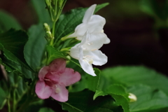 花散歩ハコネウツギ３
