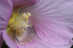ほろ酔いの花　酔芙蓉