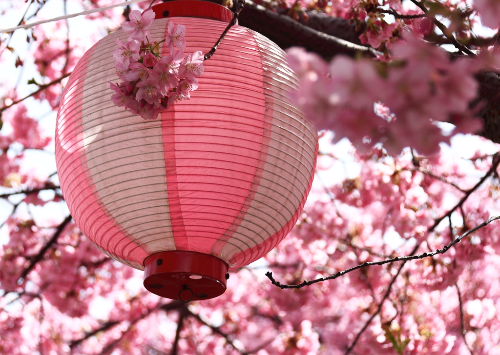 桜まつり開始