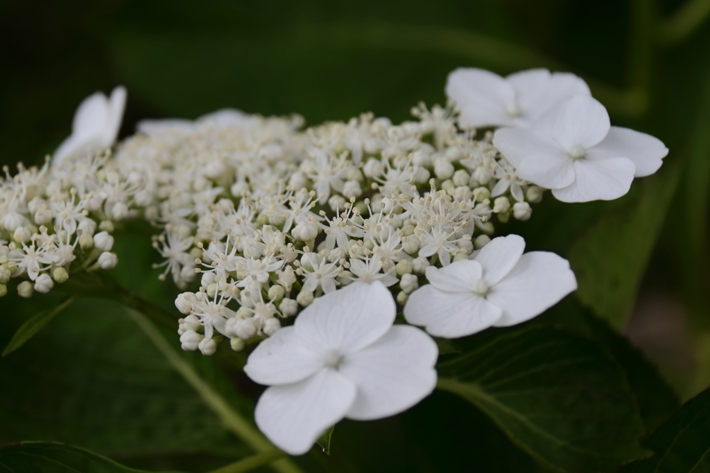 旬の花紫陽花10