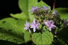 花散歩アジサイ1
