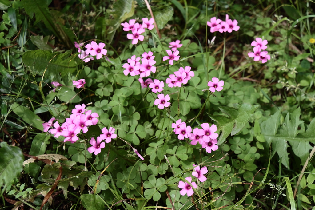 散歩道の野草達25