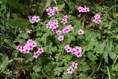 散歩道の野草達25