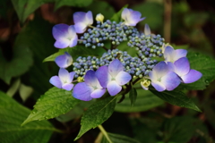あじさいの彩り１
