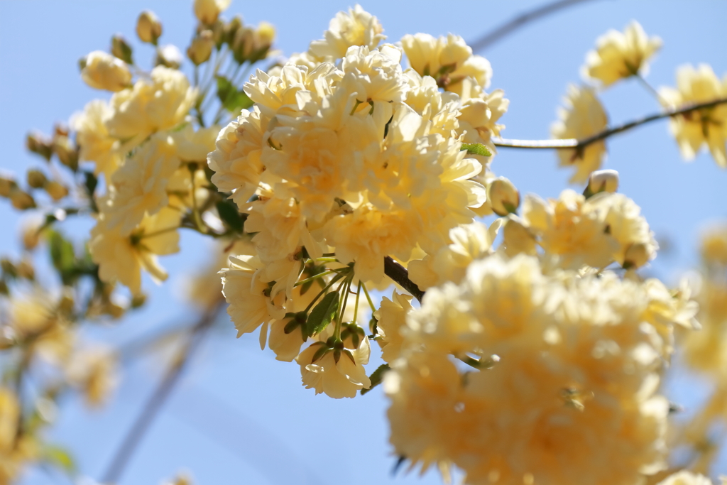 モッコウバラ黄２