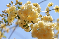 モッコウバラ黄２