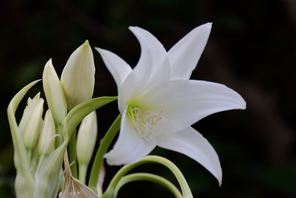 ご近所のインドハマユウ１