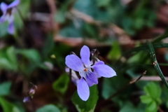 すみれが咲いていた３