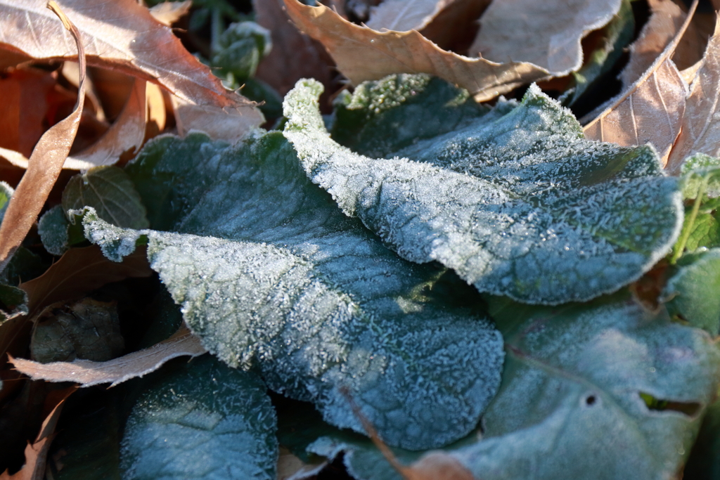 花散歩凍てつく朝２