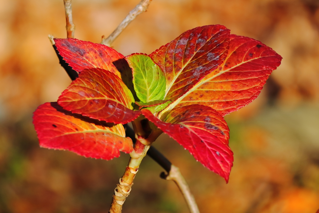 紅葉アジサイ２