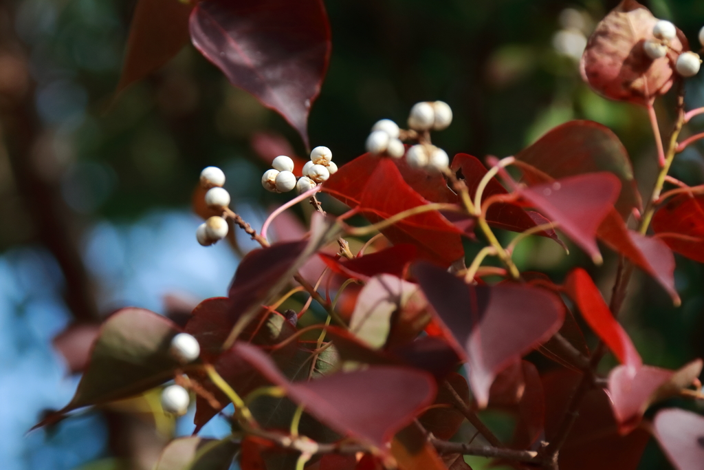 ナンキンハゼ実る１