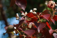 ナンキンハゼ実る１