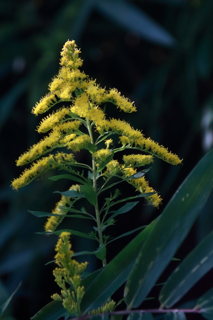 セイタカアワダチソウ３