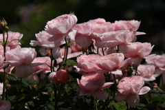 ヨコハマローズウィーク　ノヴァーリス