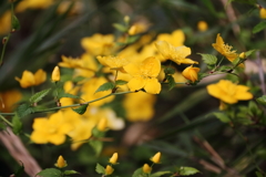 花散歩山吹２