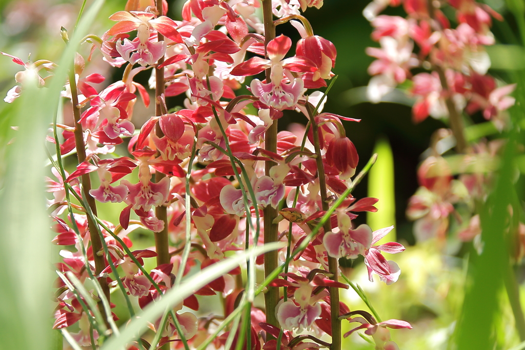 春陽のエビネ４