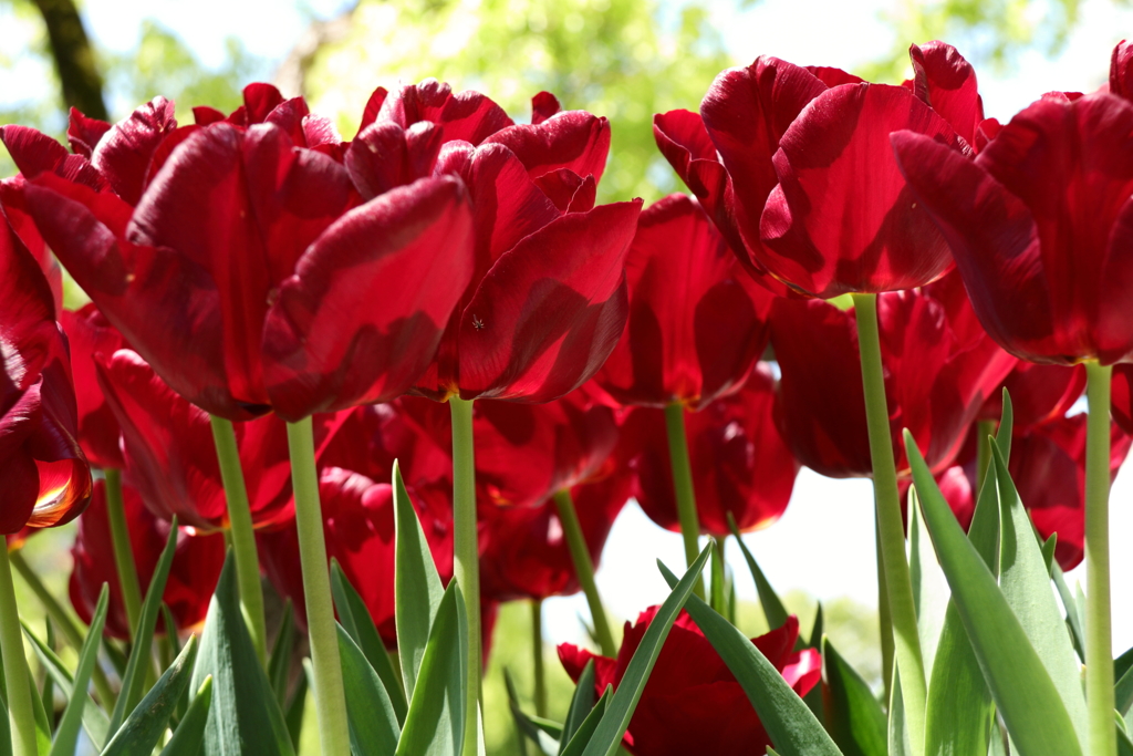 チューリップ点描６