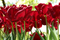 チューリップ点描６