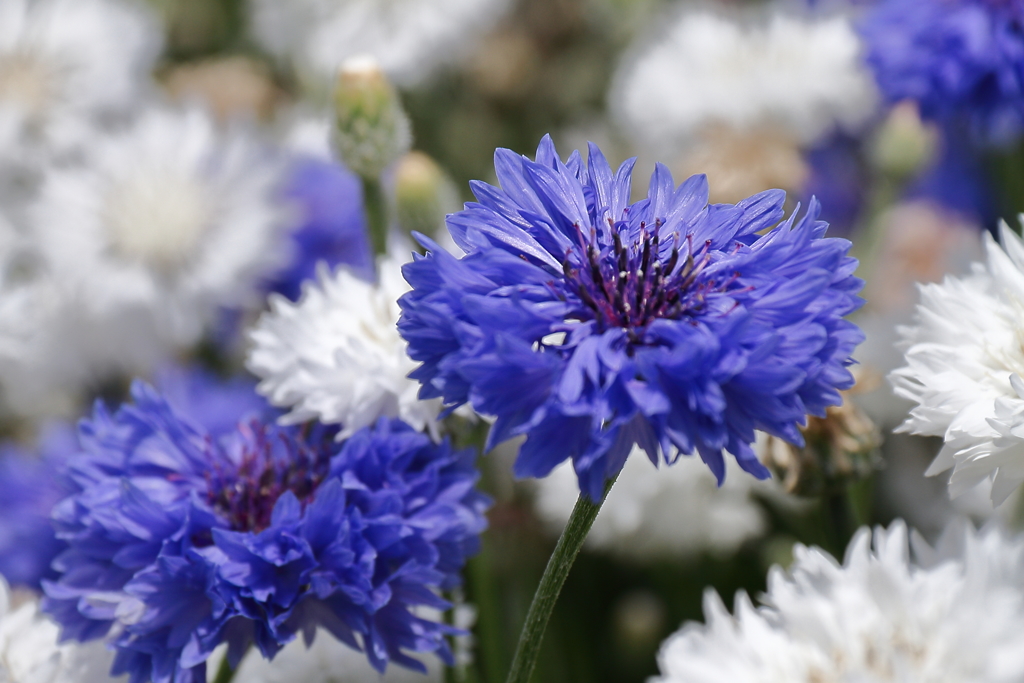 矢車草賑わって３