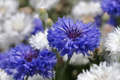 矢車草賑わって３