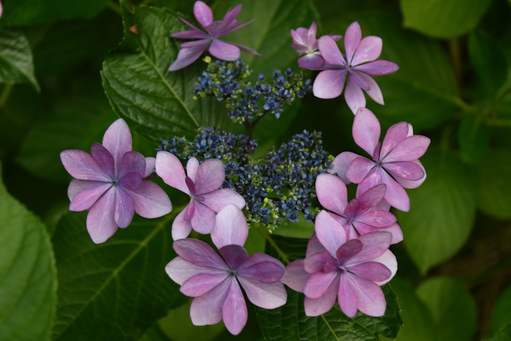 花散歩彩りあじさい３