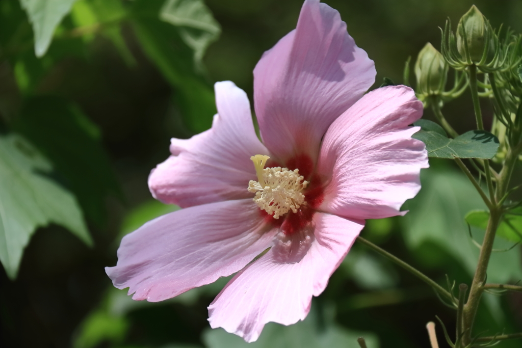 花散歩芙蓉２