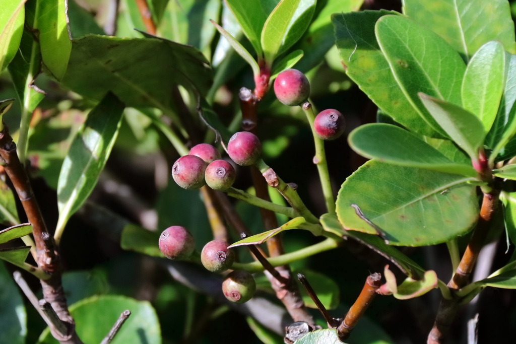 花散歩シャリンバイの実