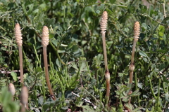 散歩道の野草達10