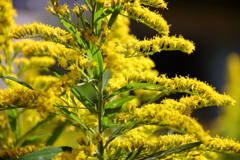 花散歩セイタカアワダチソウ１