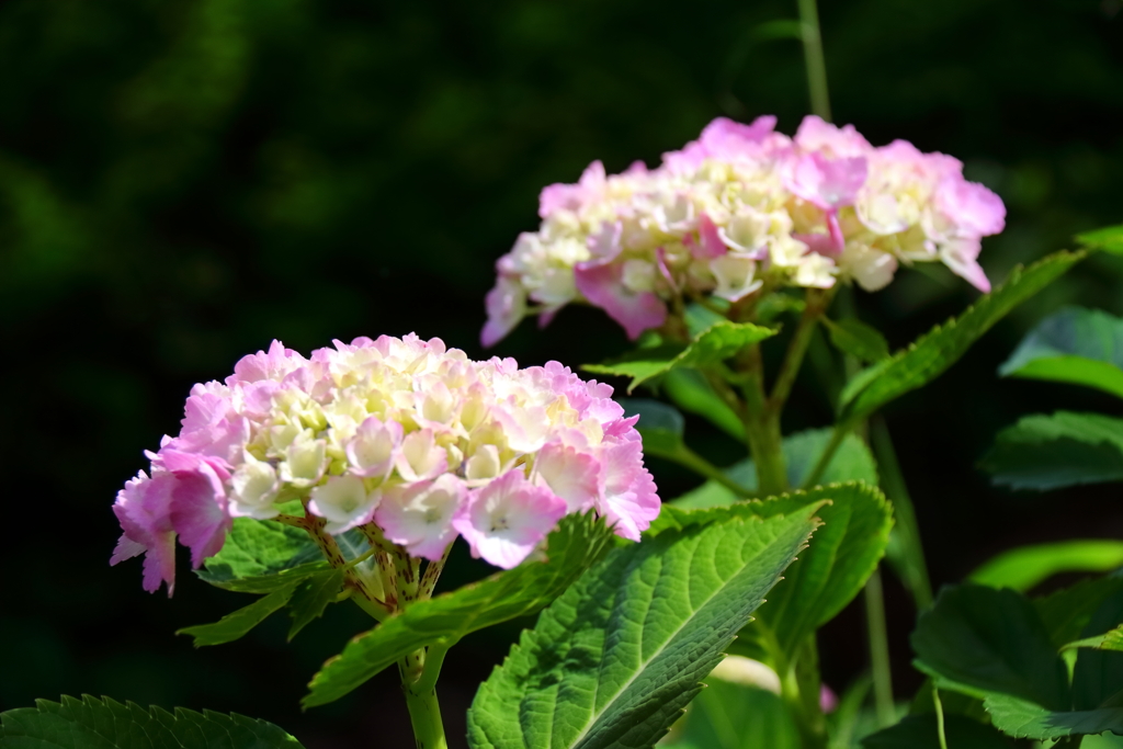 花散歩あじさいピンク２