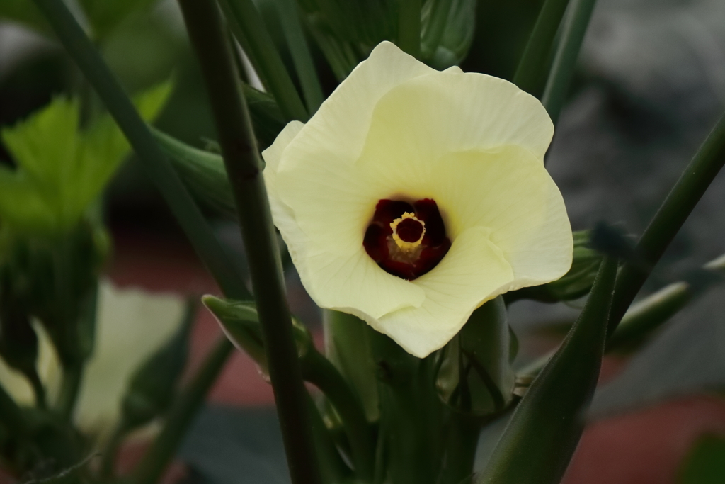 花散歩オクラの花