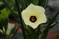花散歩オクラの花