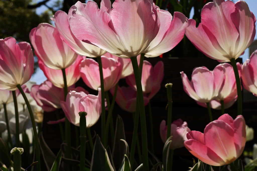 チューリップ点描５