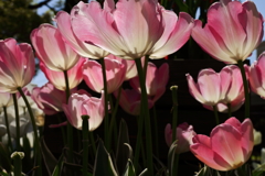 チューリップ点描５