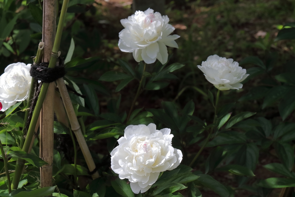 牡丹の次は芍薬１