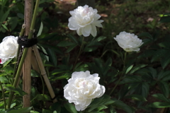 牡丹の次は芍薬１